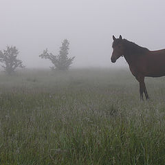 фото "foggy"