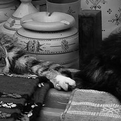 photo "Мароканские заметки о кошках 1"