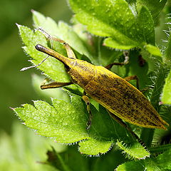 фото "Coleoptera No.3"