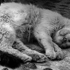 photo "Мароканские заметки о кошках 2"