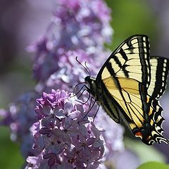 photo "Machaon"