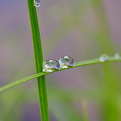 photo "Morning Tears"