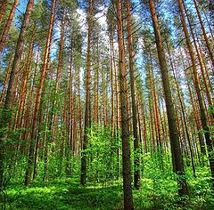 photo "Pine Forest"