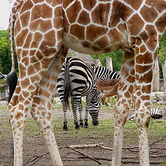 фото "Africa."