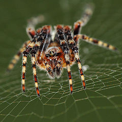 photo "Litlle spyder which lives in my balcony"