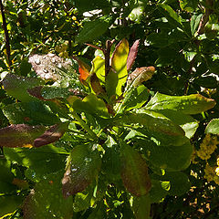 photo "And in the middle of the bush..."