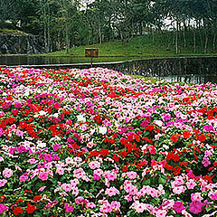 photo "Colorful garden"