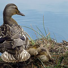 photo "Happy Mother"