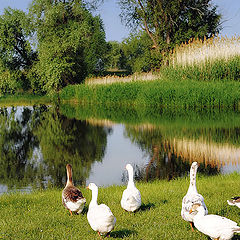 photo "On the River in the Morning"