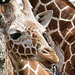 фото "Africa."