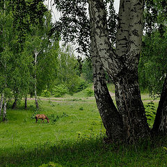 фото "Про Березки и Лошадку"