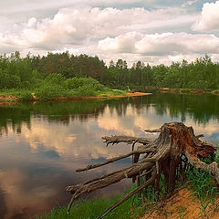 фото "Осьминожка"