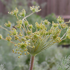 photo "Morning Dew"