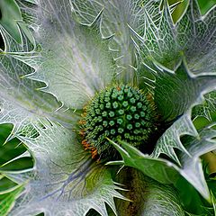 photo "silver flower"