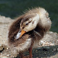 photo "Mallard duckling"