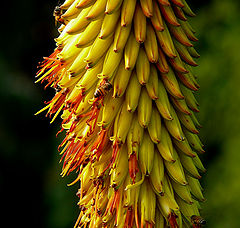 фото "Aloe"