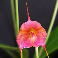 photo "Masdevallia.Blushing Belle 'Dawn'"