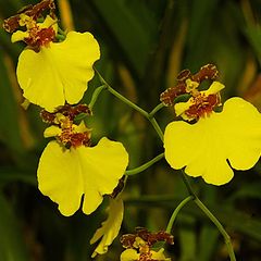 фото "Dancing Lady - Orchid."