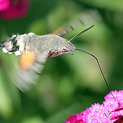 photo "Refueling"