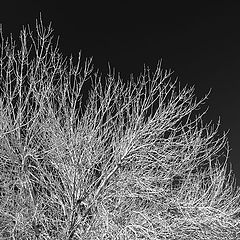 photo "Cottonwood"