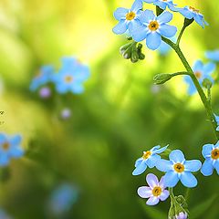 photo "Forget-me-not"