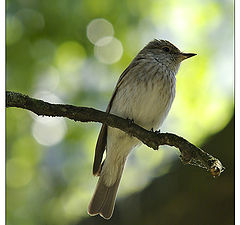 photo "Spotted Flycatcher / Muscicapa striata"