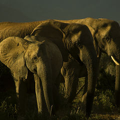 фото "ADDO ELEPHANTS"