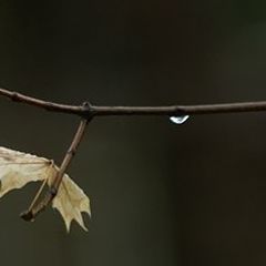 photo "A Delicate Balance"