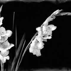 photo "Flower still life"
