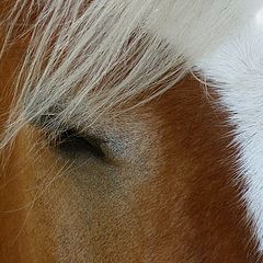 photo "Haflinger"