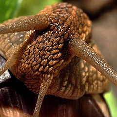 фото "Gastropoda No.2"