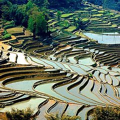 photo "Terraced fields"