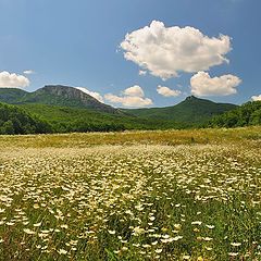 фото "Ромашки с облаками."