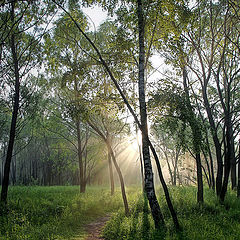 photo "The path to the sun"