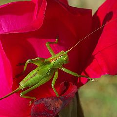 фото "cricket on rose"