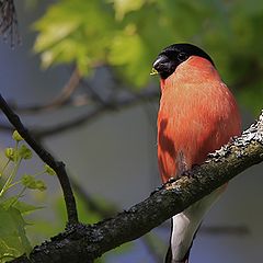 photo "Bullfinch"