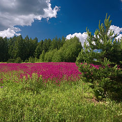 фото "Природные краски"