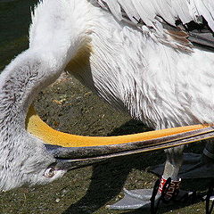 фото "Big bird."