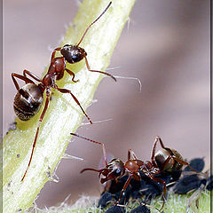 photo "макро,тля,муравьи,насекомые"