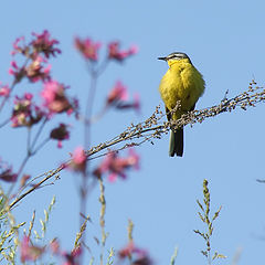 photo "welcoming new day"