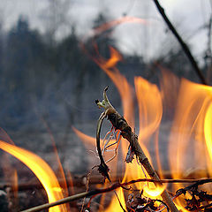 photo "огонь,стихия,весна,природа"