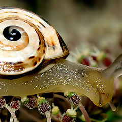 photo "The Curious Snail..."