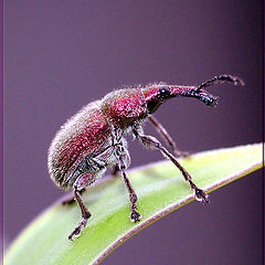 photo "макро,насекомые,долгоносик"