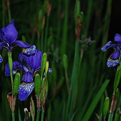 photo "Iris"