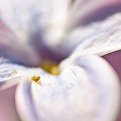 photo "Lilac"