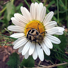 photo "Time to drink nectar"