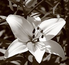 photo "white lily"