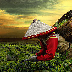 photo "Tea Farmer"