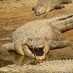 photo "crocs"