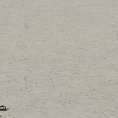 фото "meeting on the beach"